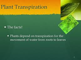 | meaning, pronunciation, translations and examples. Plant Transpiration A Story Of Clean Air Ppt Download