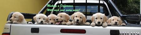 Pet courier service in bangalore. Pet Relocation Move With Pets From India To Worldwide