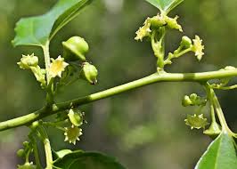 Image result for Colubrina asiatica