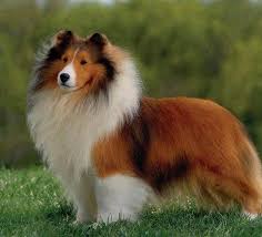 Shetland Collie Shetland Coban Kopekleri Ozellikleri Bakimi Ve Egitimi Acik Ve Net Kopek Turleri Bebek Kopekler Ev Kopekleri
