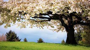 Jun 06, 2021 · backgrounds are key. Beautiful Tree Wallpapers Group 71