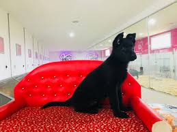 Club K9 Boxer Kopek Fiyatlari Boxer Ilan Sahiplendirme Yavru Kopek Kopek Siyah