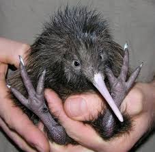 Pin By Kelly Jacobs On Kiwi Bird Kiwis National Bird Of New Zealand Beautiful Birds Kiwi Bird Birds