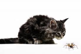 Your vet will want to provide appropriate antibacterial ointments or other medications, but you what happens if a dog gets stung by a bee? Cats Spiders Cats Eating Being Bitten By Spiders Uk Vets Now