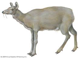 For centuries musk deer have been hunted to near extinction, coveted for their fragrant musk pods. The Musk Deer Of India Saving Earth Encyclopedia Britannica
