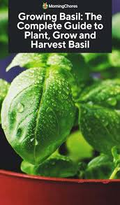 We did not find results for: Growing Basil The Complete Guide To Plant Care And Harvest Basil