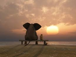 Fond D Ecran D Un Elephant Et D Un Chien Assis Sur Un Banc Cartes De Voeux Dessin Elephant Chien