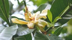 Maybe you would like to learn more about one of these? How To Revive A Dying Gardenia The Definitive Guide