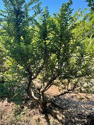 Image result for Ulmus parvifolia