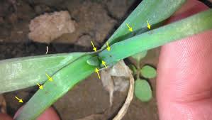 Image result for Onion Thrips