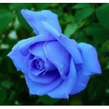Black And Blue Roses Images Blue Rose Rose Seeds Black Rose Flower Blue Roses