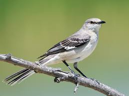 Birds Of Florida Identification Southern Common