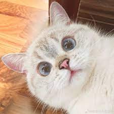 expressive cat nana cute baby cats cute cats cute cat memes