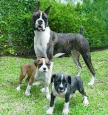 Boxer Information Center Pregnancy
