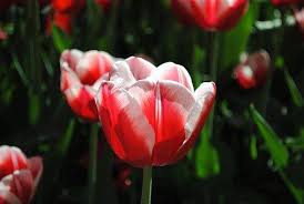 Gambar bunga tulip warna merah terbaik download now bunga tulip mera. Bunga Tulip Warna Merah Putih Bunga Asli Yang Berwarna Merah Putih Alami Ini Bagus Untuk Mendekorasi Rumah Dan Taman Di Masa Perayaan Bunga Bunga Tulip Merah