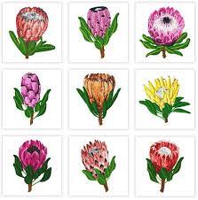 Proteas Collection Proteas Originated From Australia South Africa And South America And Ar Machine Embroidery Designs Embroidery Designs Machine Embroidery