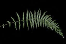 Image result for Equilabium parvum