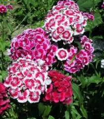 They are beautiful, deer resistant perennial flowers whose. Sweet William Deer Resistant Plants Deer Resistant Flowers Deer Resistant Perennials