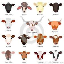Black And White Cow Name Various Heads Of Cattle Breeds Chart With Breeds Name Colors Patterns On White Pig Breeds Cattle Cow Pictures