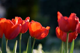 Sie sind bezaubernde blumen und machen einfach glücklich! Tulpen Tipps Zu Standort Pflege Sowie Pflanzen Vermehren Und Uberwintern