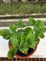 Cara penanaman dan penjagaan yang sangat mudah ni tak ubah seperti tanam kangkung yang mudah tumbuh tu! Baru Nak Terjebak Tanam Bayam Brazil Blog Sihatimerahjambu