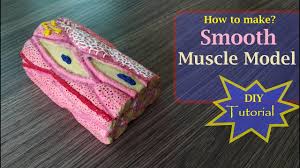 Biology form 2 revision questions. How To Make Smooth Muscle Model Youtube
