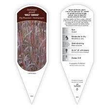 Image result for Andropogon amethystinus