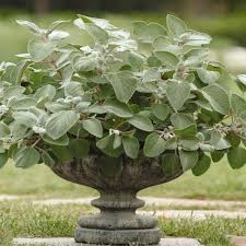 Image result for Plectranthus elegans