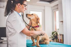 El 21 de julio es el día del medico veterinario en venezuela, se celebra desde el año 1.946. Donde Trabaja Un Veterinario Web Oficial Euroinnova