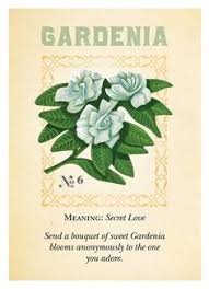 This is a very vigorous , disease resistant gardenia. 300 Gardenias My Favorite Ideas Gardenia Flowers Plants