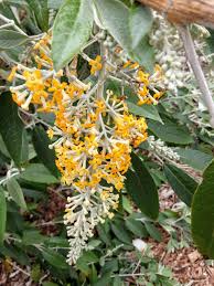 Image result for Buddleja madagascariensis