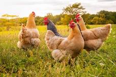 Introduction to Poultry w/ Rhythm Ranch Homestead