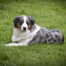 Maybe you would like to learn more about one of these? Rocky Mountain Mini Aussies 11 Photos Pet Breeders Colorado Springs Co Phone Number