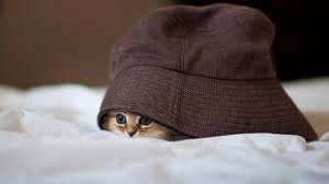 Ajan Kedi Binkelam
