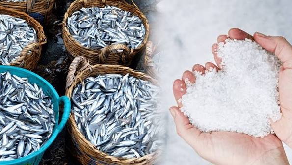 12 TRIỆU ĐỒNG 1 LÍT NƯỚC MẮM CÁ CƠM - BẠN TIN KHÔNG ?