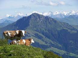 Maybe you would like to learn more about one of these? Kitzbuheler Horn Wikipedia
