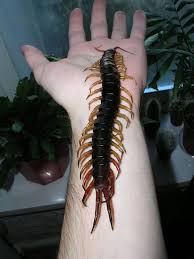 They need to live in humid environments to prevent themselves from drying out, so you can find these massive insects in places like damp soil, leaf litter, and rotting wood. Scolopendra