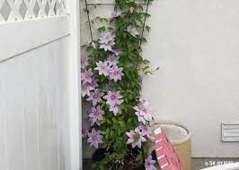 Clematis nelly moser in pot. How To Grow Nelly Moser Clematis The Joy Blog