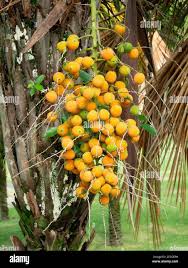 Image result for Butia