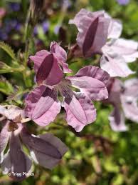 Image result for Striga linearifolia