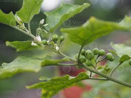 Image result for Solanum torvum