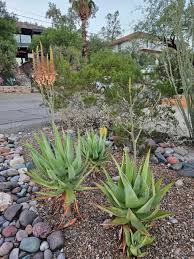 Image result for Aloe littoralis