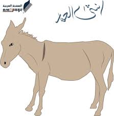 ماهو اسم انثى الحمار moose art animals moose