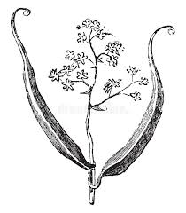 Image result for Flagellariaceae