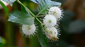 Maybe you would like to learn more about one of these? 31 Best Trees To Plant In Florida For Every Yard Or Garden