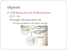 Diploid nuclei have pairs of homologous chromosomes and haploid nuclei have one when two haploid gametes fuse, the resulting diploid cell (zygote) can grow and develop into a new organism. Chapter 10 Cell Growth And Division Section 11 4 Meiosis Ppt Download