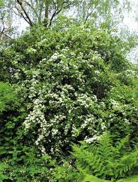 Tree with white flowers uk. Ramblings Of A Naturalist House Circuit 7 White Flowering Trees And Shrubs