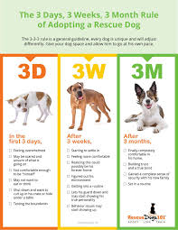 3 Days 3 Weeks 3 Month Rule Of A Rescue Dog Rescue Dogs Shelter Dogs Animal Shelter Fundraiser