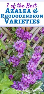 Rhododendron Varieties 7 Of The Best Azaleas And Rhododendrons For Your Garden Gardening From House To Home Shade Loving Shrubs Azaleas Rhododendron