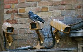 Check spelling or type a new query. Depigeonnage Et Dispositifs Anti Pigeons Ben4d